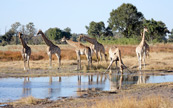Girafes buvant dans une ruisseau du Delta d'Okavango