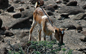 Une chèvre dans le désert du Djibouti
