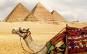 Chameau devant la pyramide de Khéops