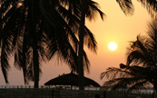 La silhouette d'un palmier avec le soleil couchant