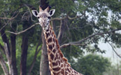 Girafe fixant la lentille de caméra