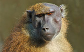 Une femelle babouin
