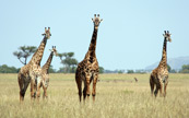 Un troupeau de giraffes