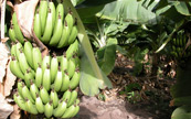 La récolte des bananes