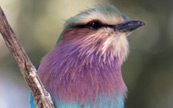 Oiseau lilas dans la fort d'Okavango, Botswana