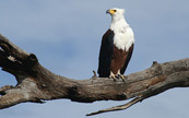 Le grand aigle, symbole amricain