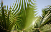 Feuilles de palmier