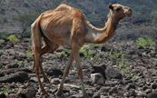 Un dromadaire cherchant sa famille dans le dsert du Djibouti