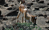 Une chvre dans le dsert du Djibouti