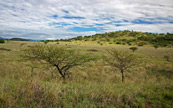 La savane