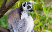 Une rare espèce de Lemur à Madagascar