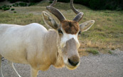 Une antilope du dsert