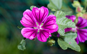 Un bouquet de grande mauve