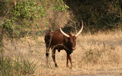 Une vache africaine