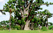 Un baobab