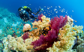 Plonge sous marine au Soudan