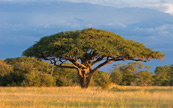 Arbre sous le ciel bleu