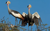 Oiseau  la couronne dore